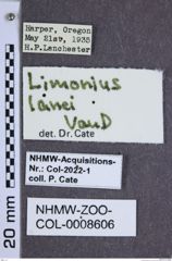 Etiketten zu Limonius lanei (NHMW-ZOO-COL-0008606)